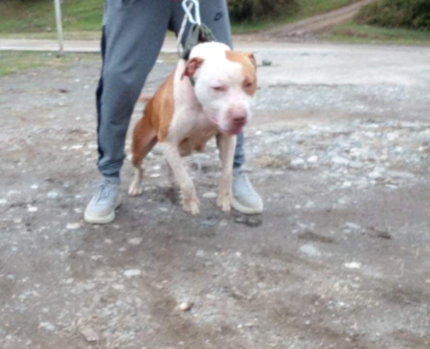 Photo of the dog