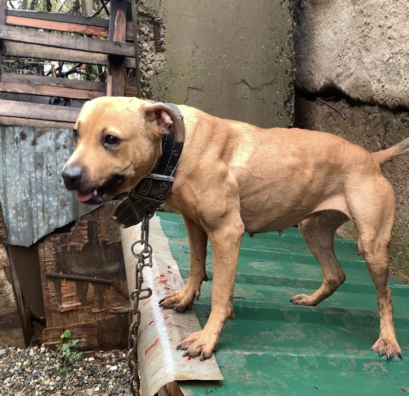 Photo of the dog
