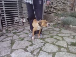 Photo of the dog