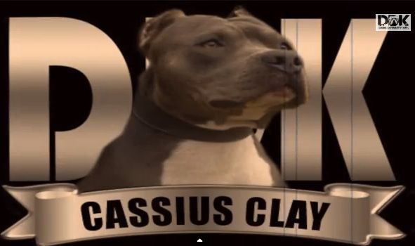 Photo of the dog