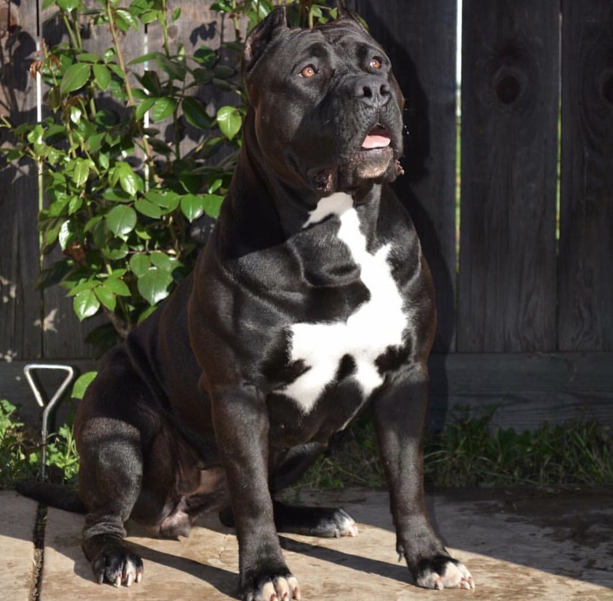 Photo of the dog