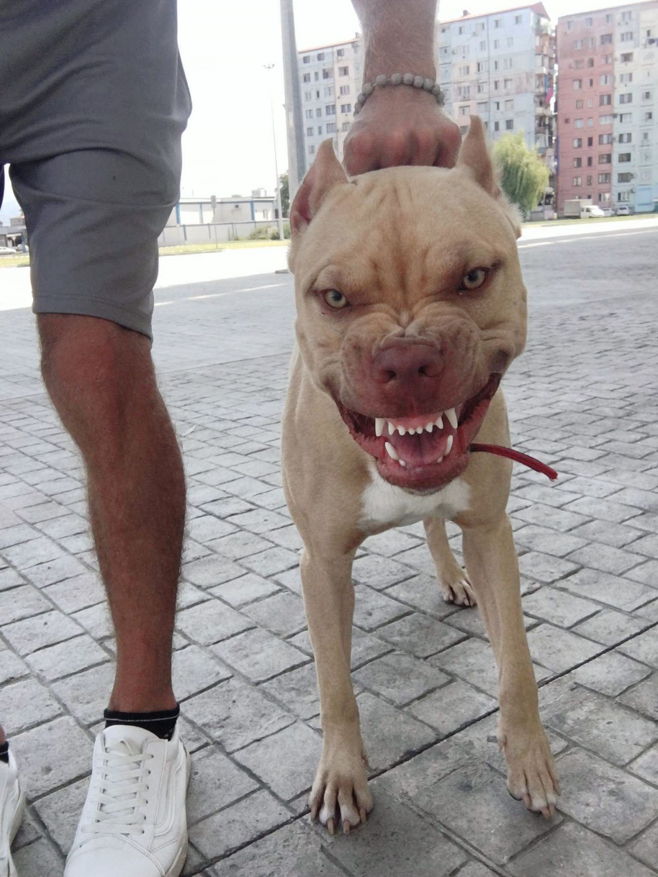 Photo of the dog