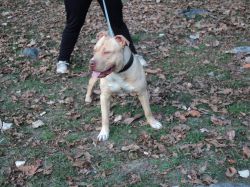 Photo of the dog