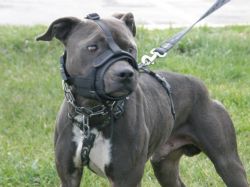 Photo of the dog