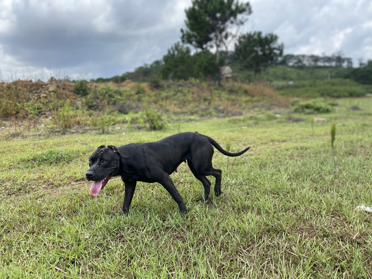 Photo of the dog