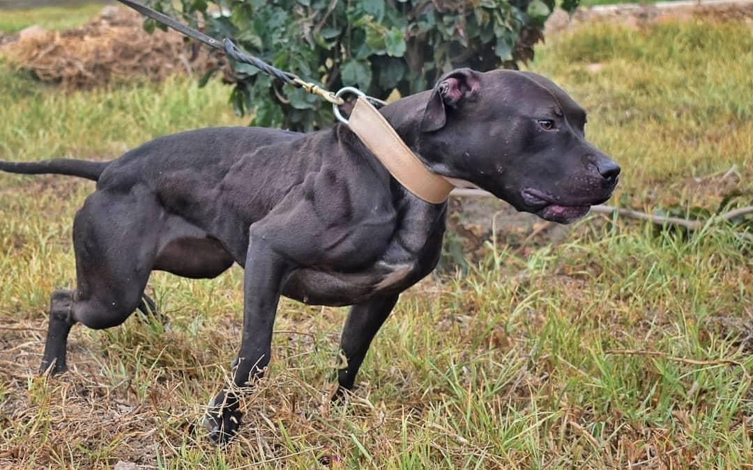 Photo of the dog