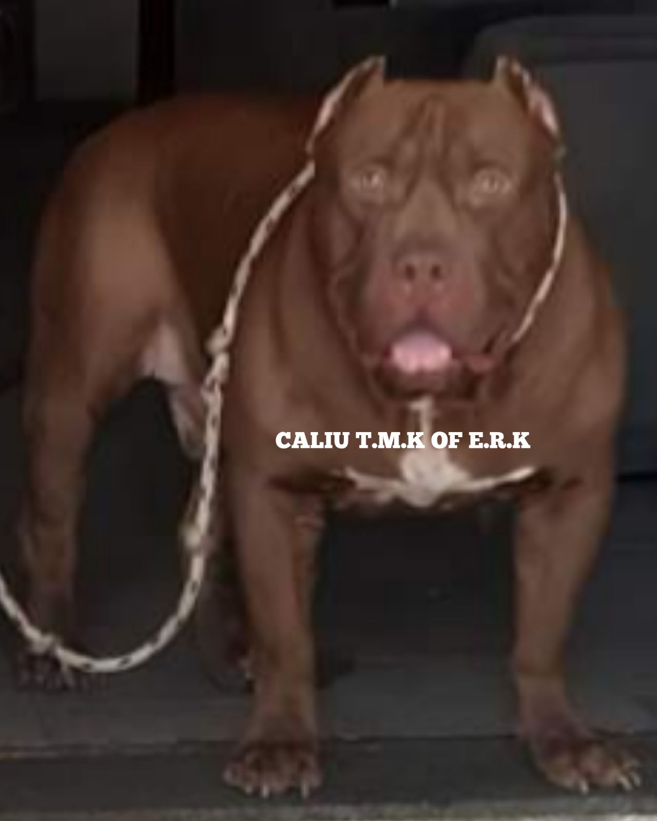 Photo of the dog