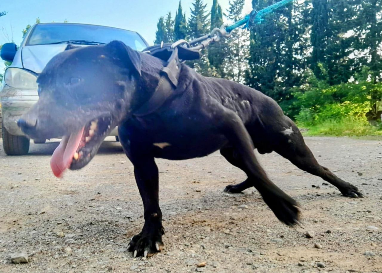Photo of the dog