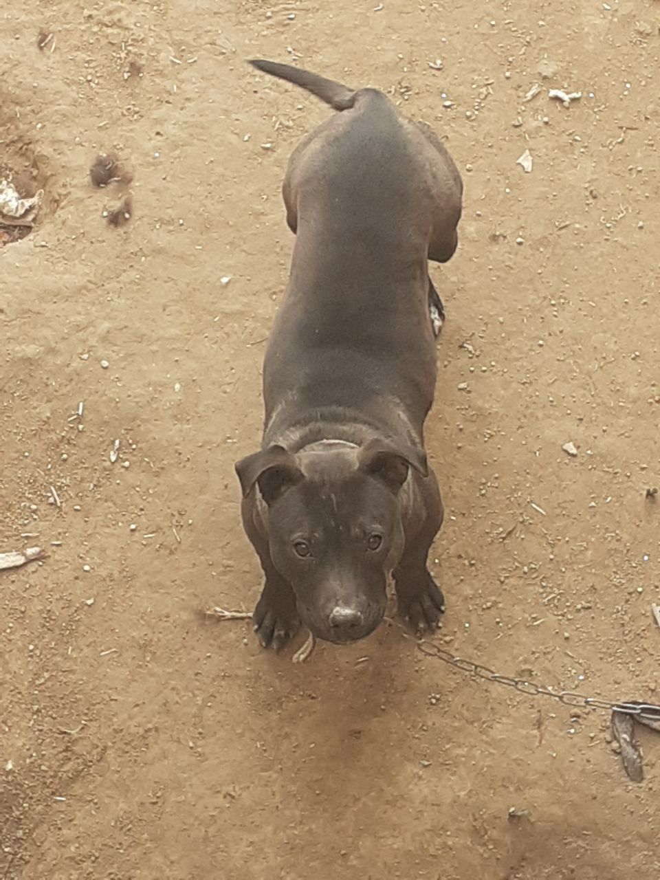 Photo of the dog