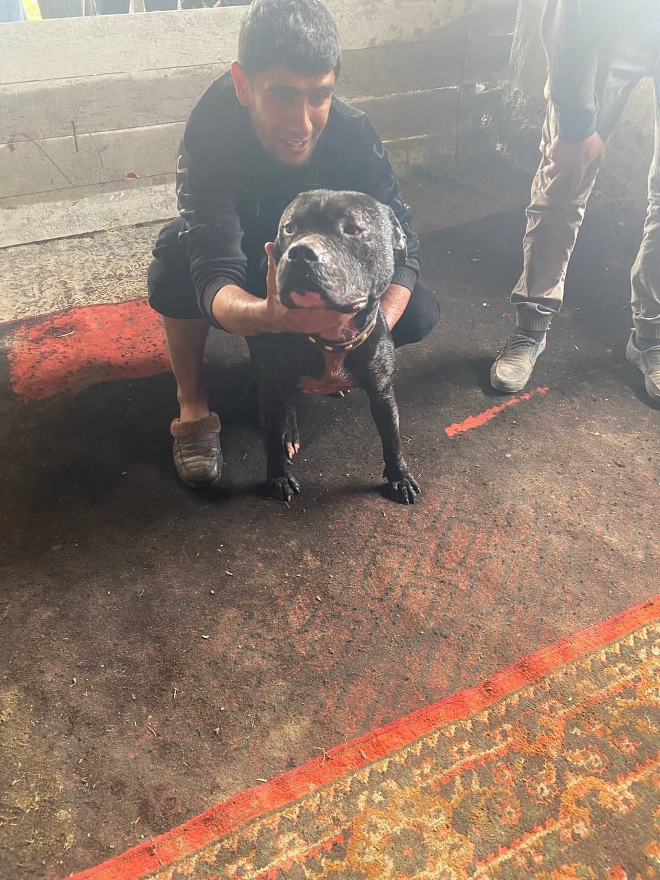 Photo of the dog