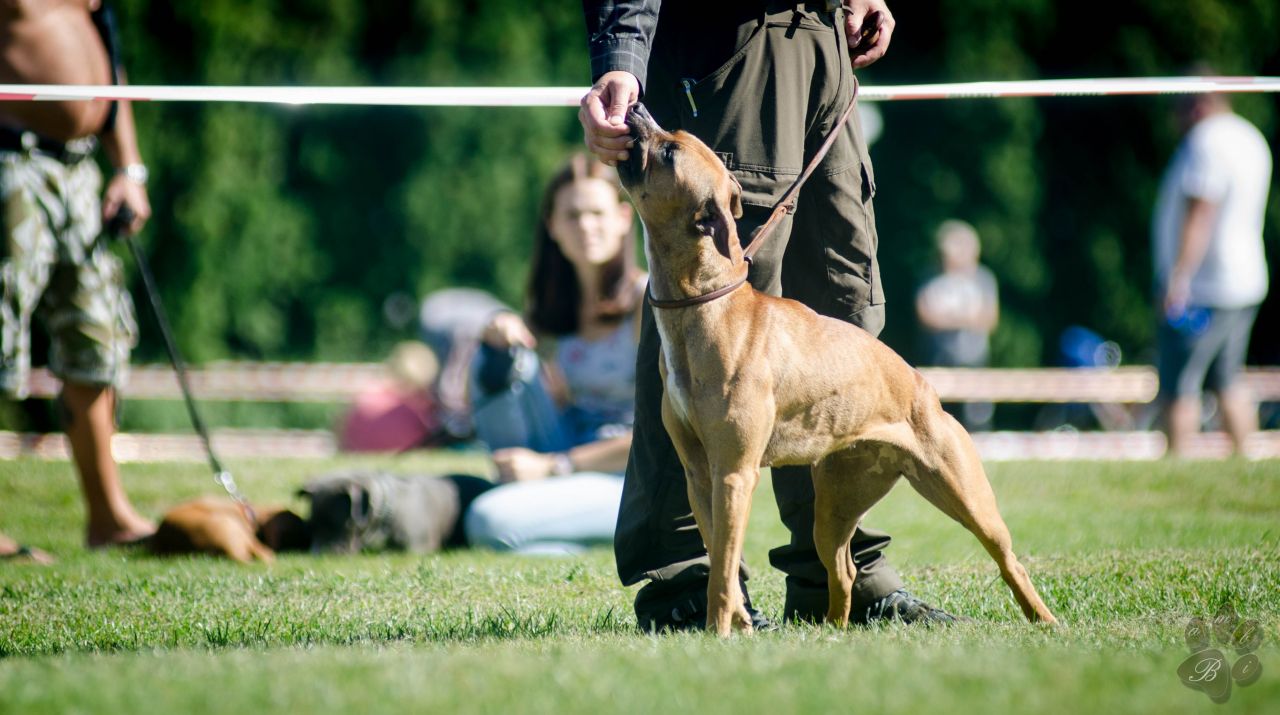 Photo of the dog