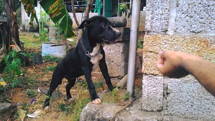 Photo of the dog
