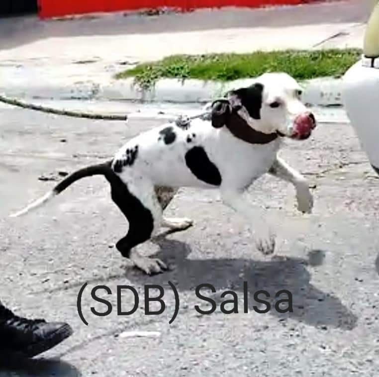 Photo of the dog