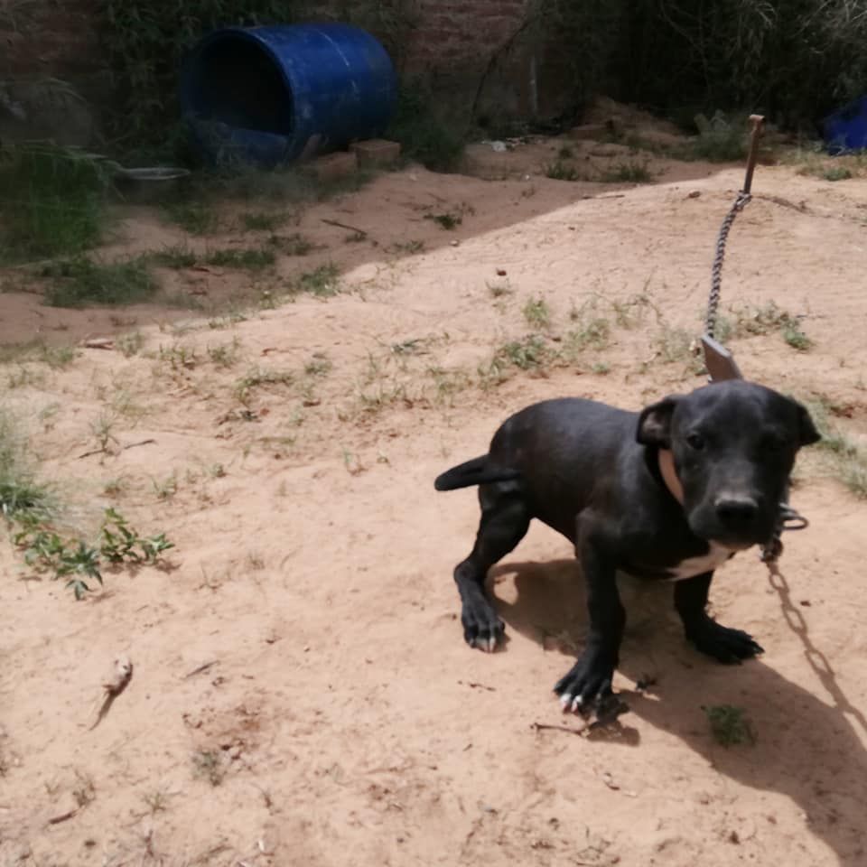 Photo of the dog