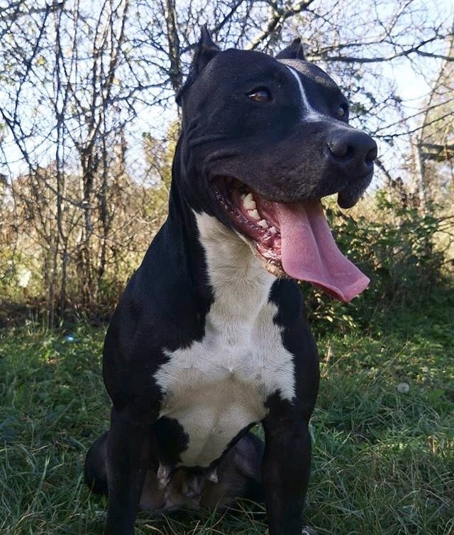 Photo of the dog