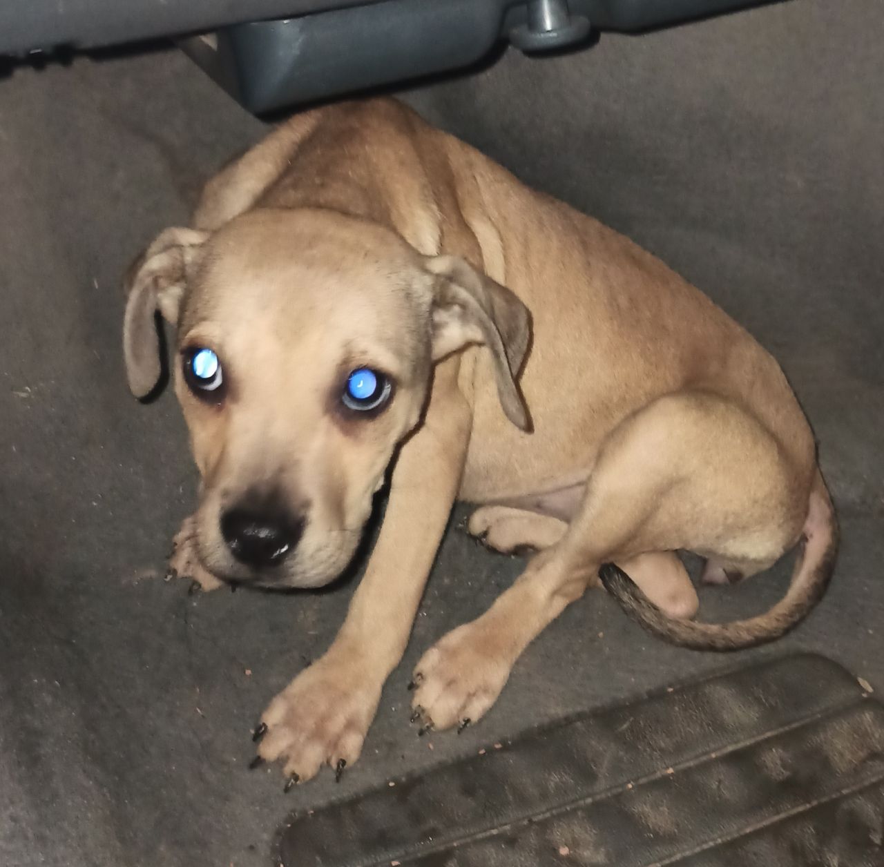 Photo of the dog