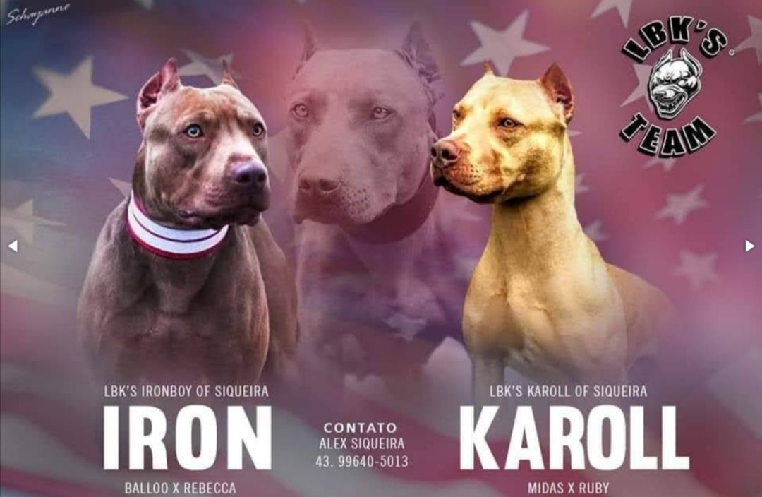 Photo of the dog