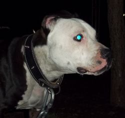 Photo of the dog