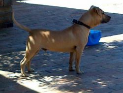 Photo of the dog