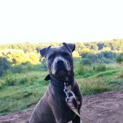 Photo of the dog