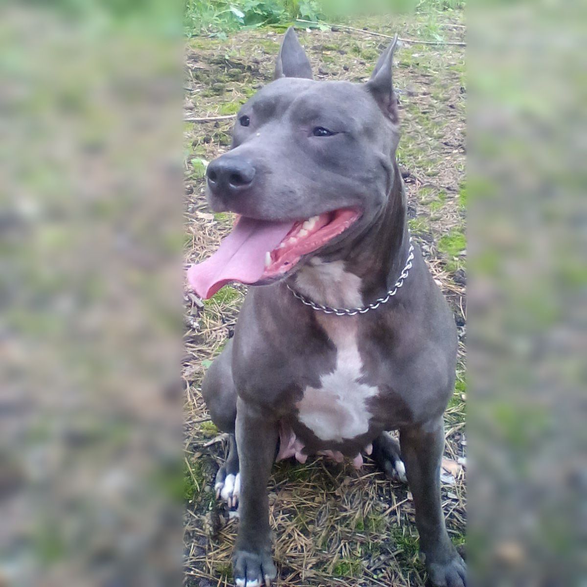 Photo of the dog