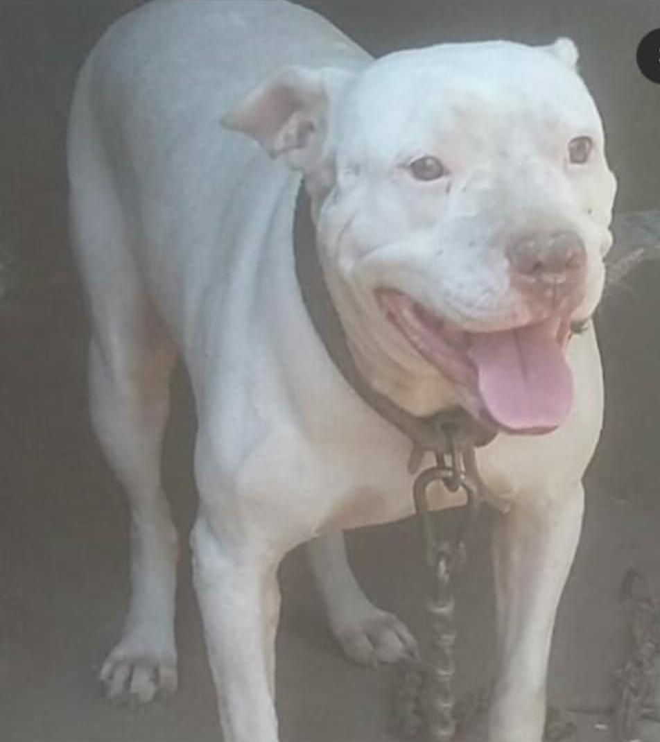 Photo of the dog