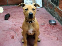 Photo of the dog