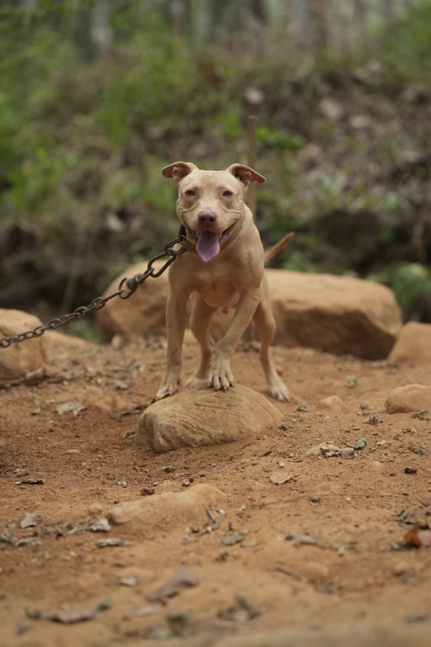 Photo of the dog