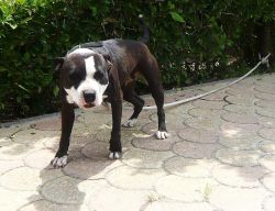 Photo of the dog