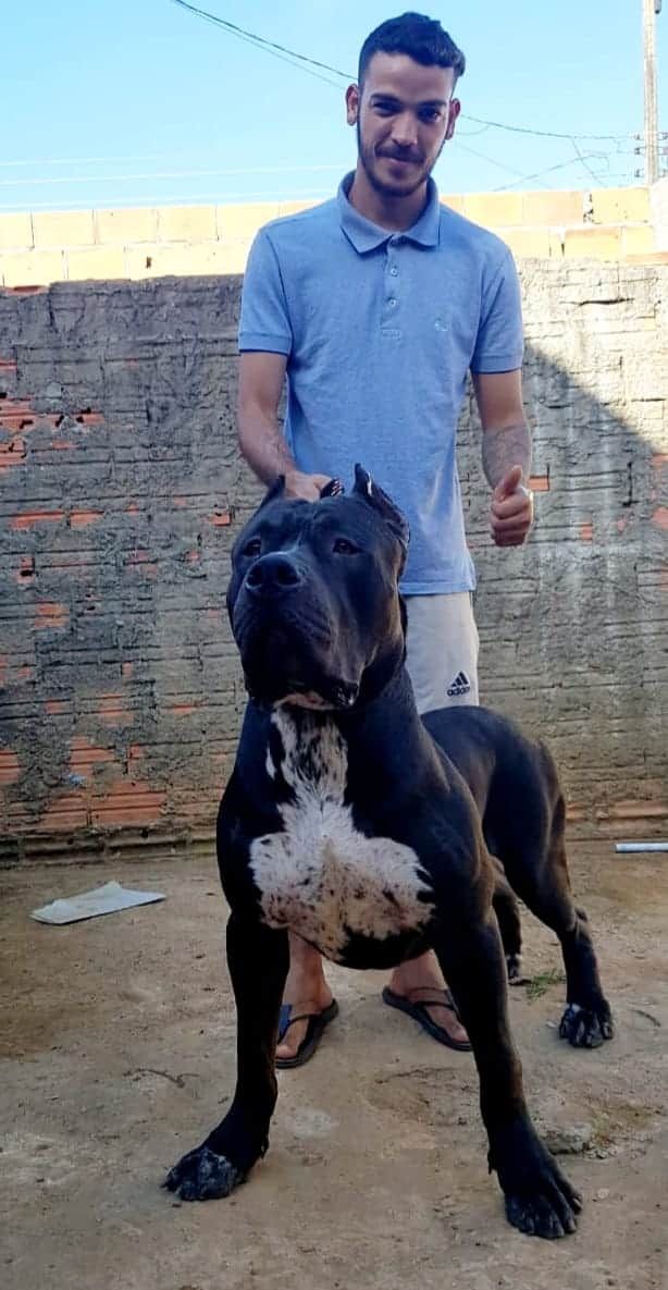 Photo of the dog
