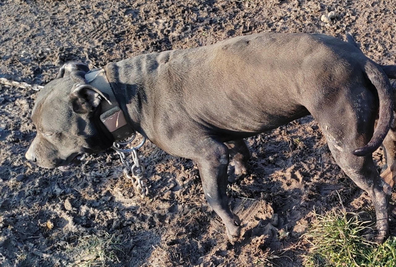 Photo of the dog