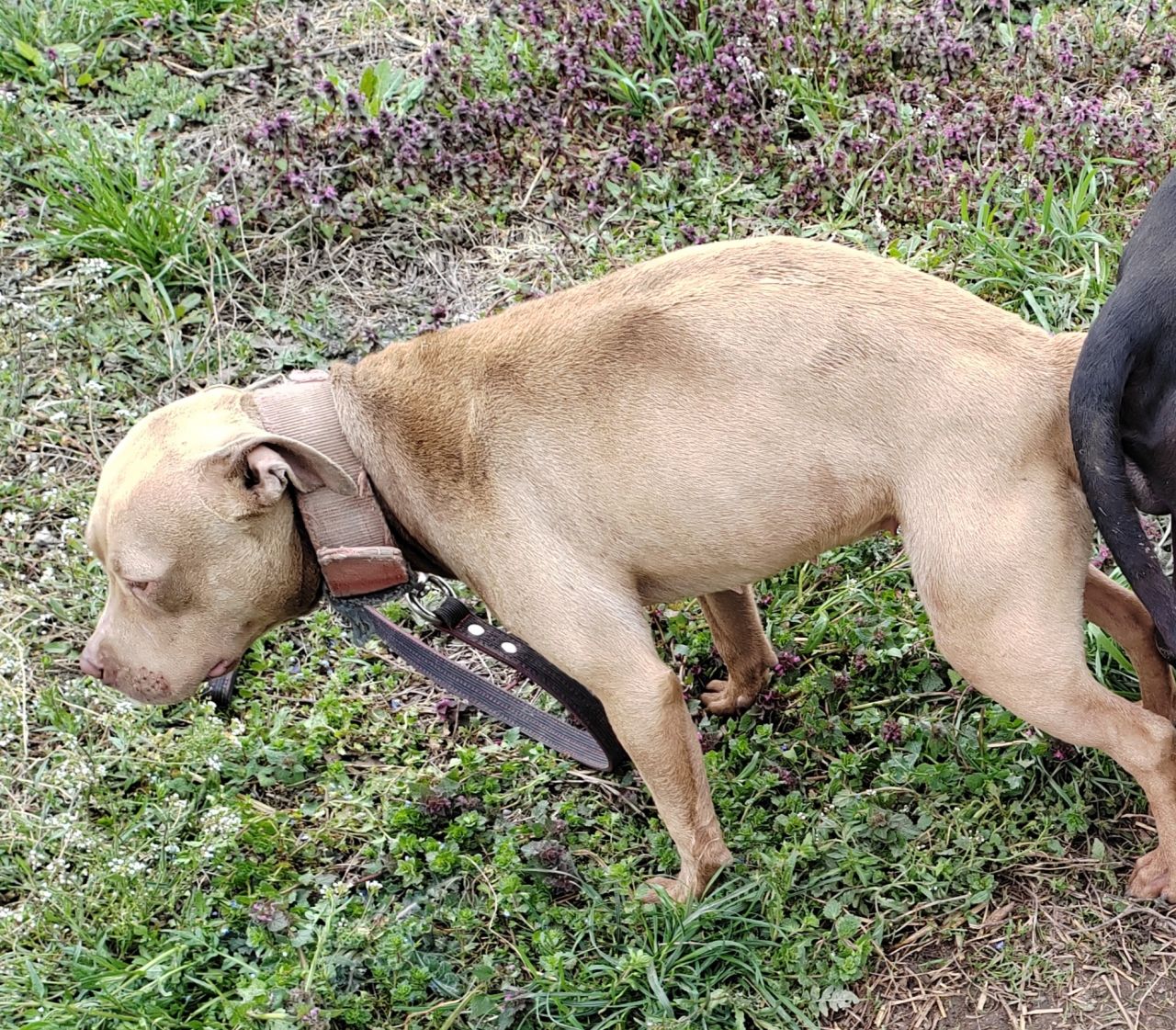 Photo of the dog