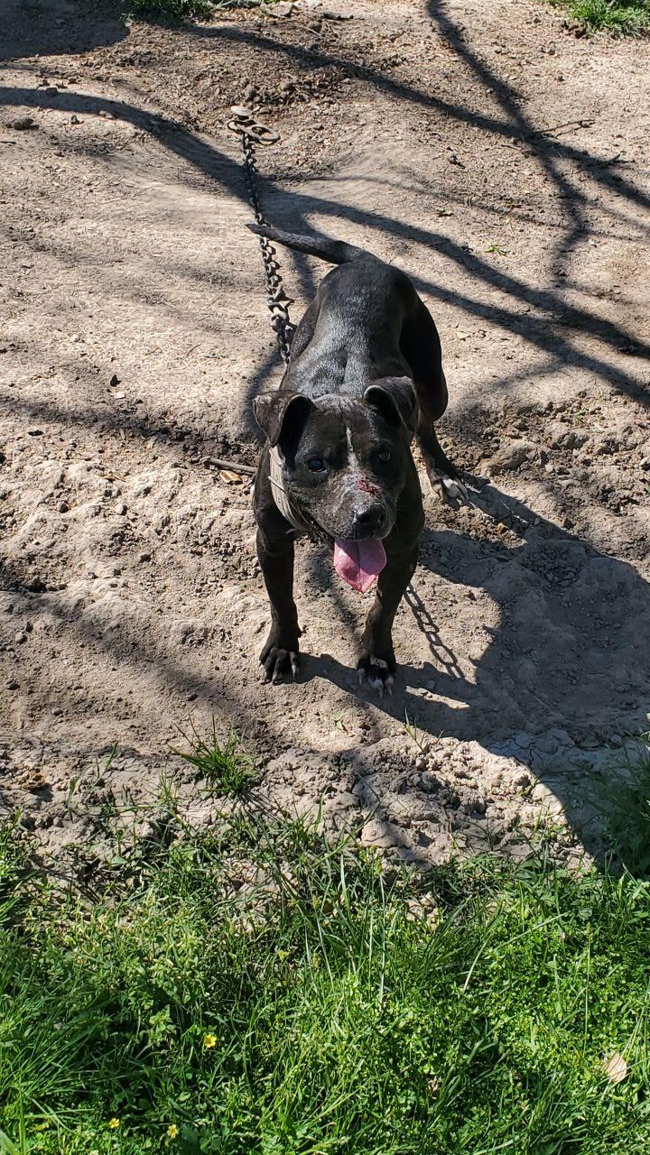 Photo of the dog
