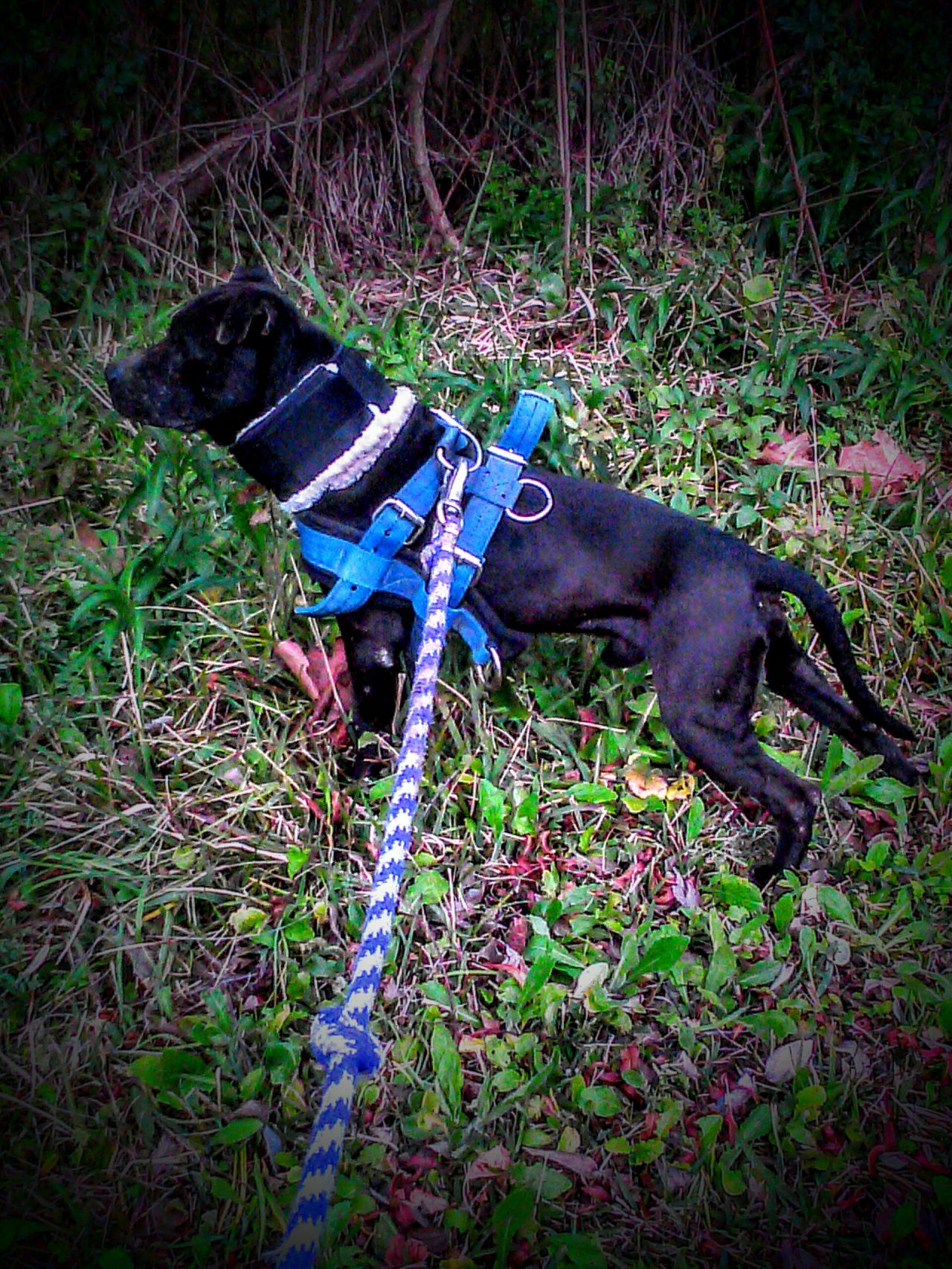 Photo of the dog