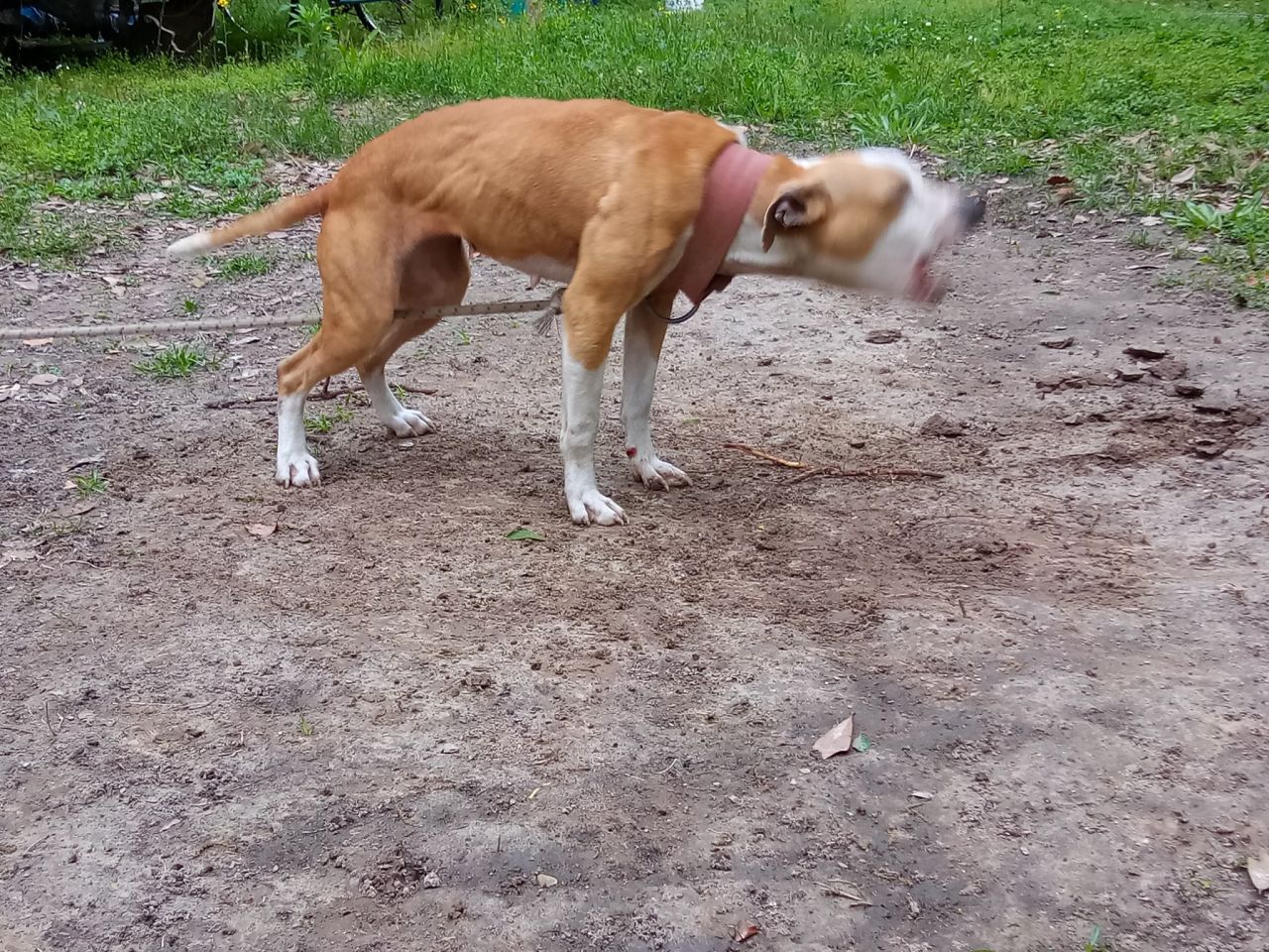 Photo of the dog