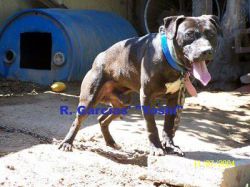Photo of the dog