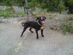 Photo of the dog