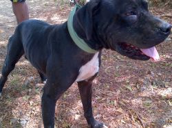 Photo of the dog