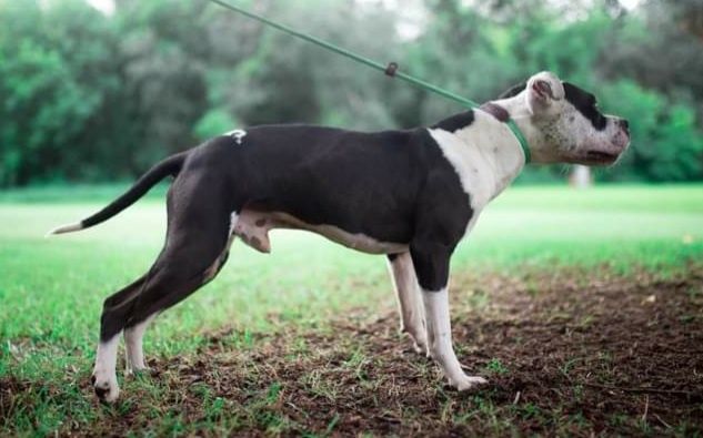 Photo of the dog