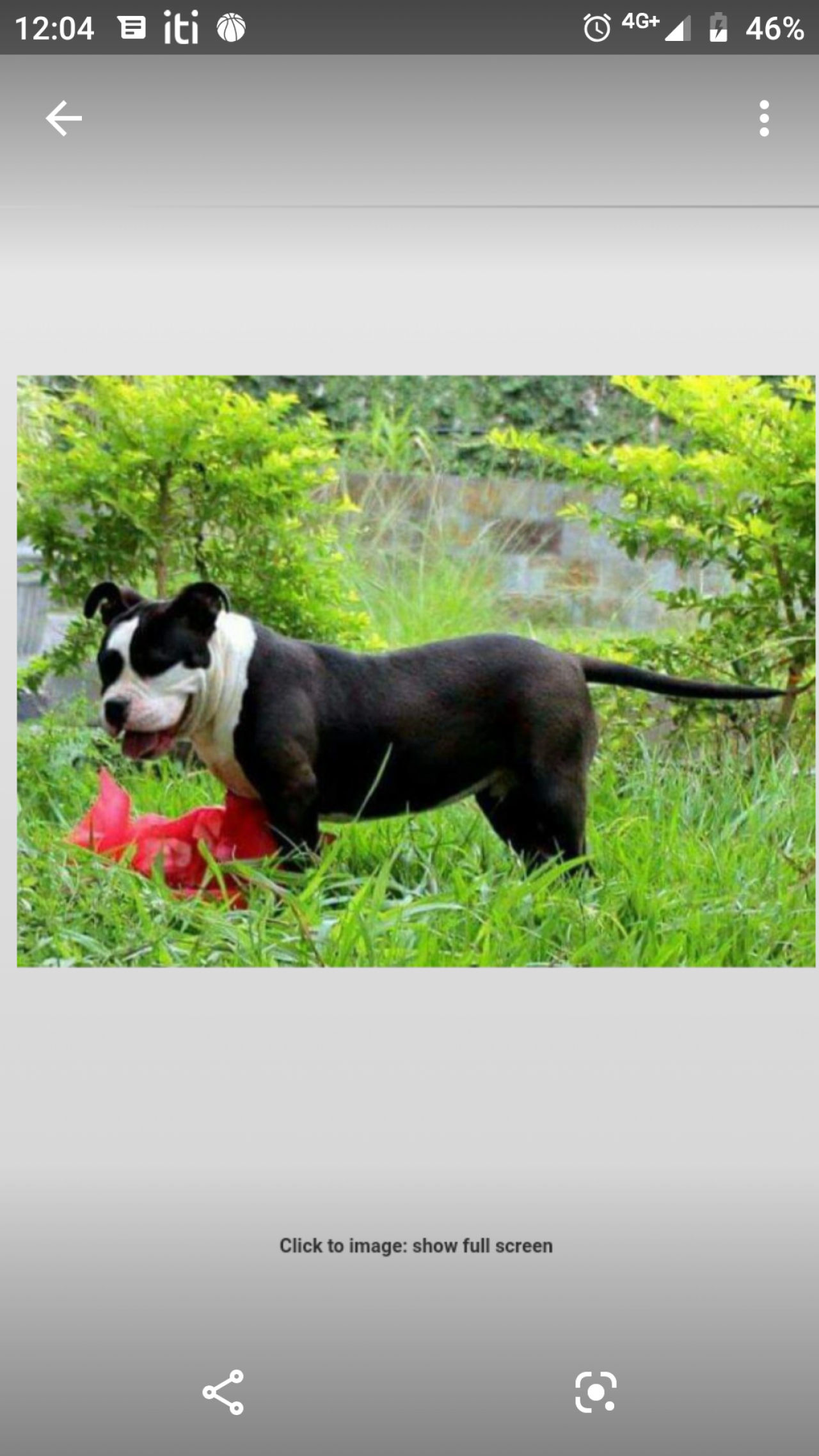 Photo of the dog