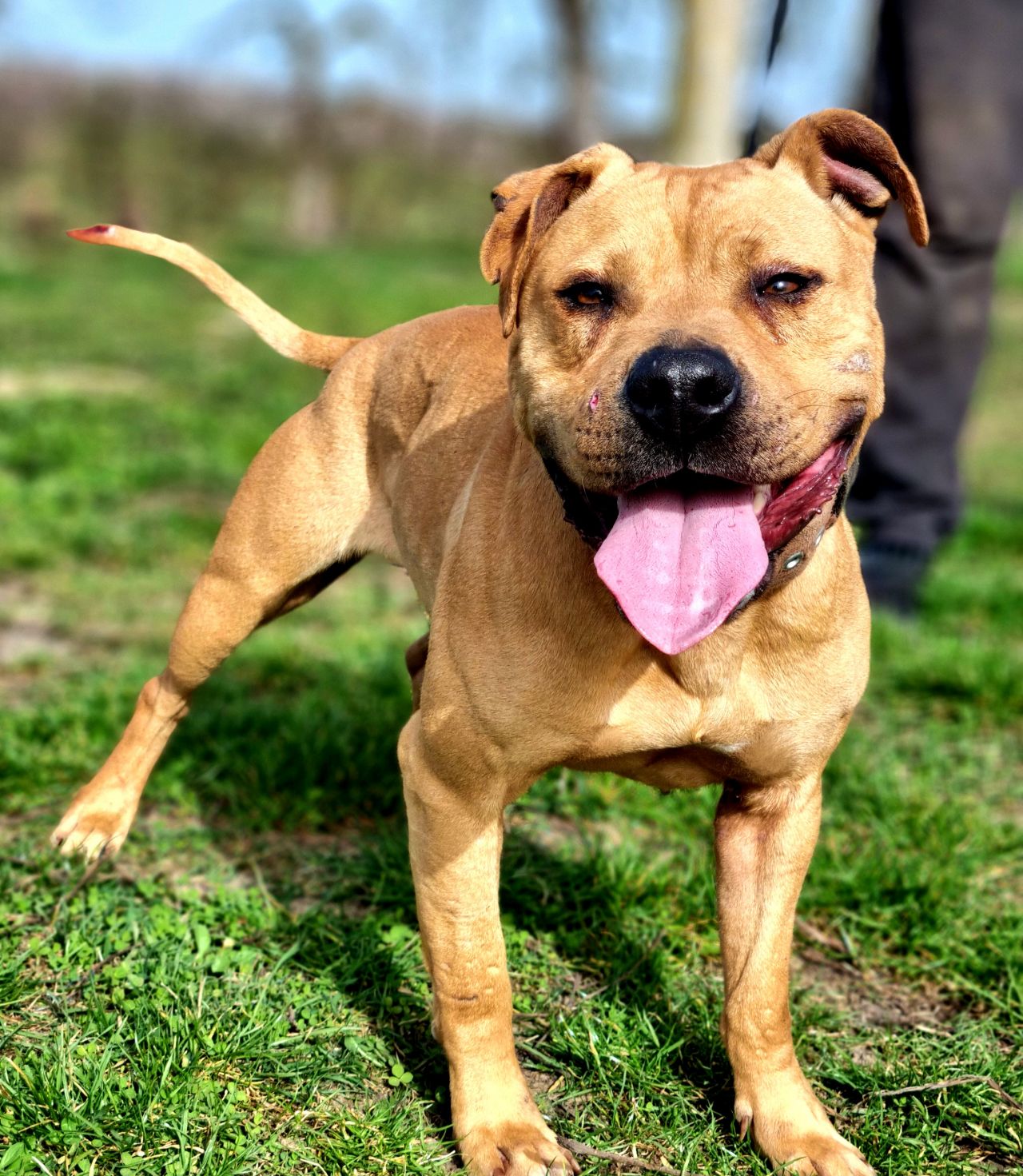 Photo of the dog