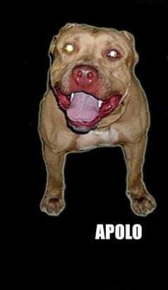 Photo of the dog