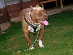 Photo of the dog