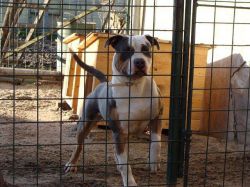 Photo of the dog