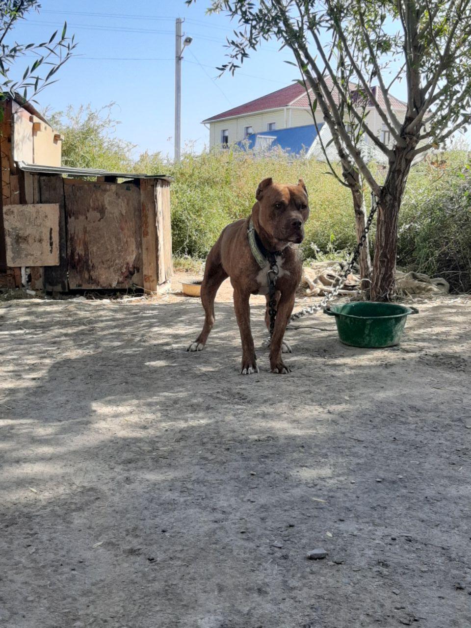 Photo of the dog