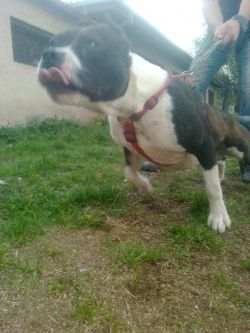 Photo of the dog