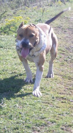Photo of the dog