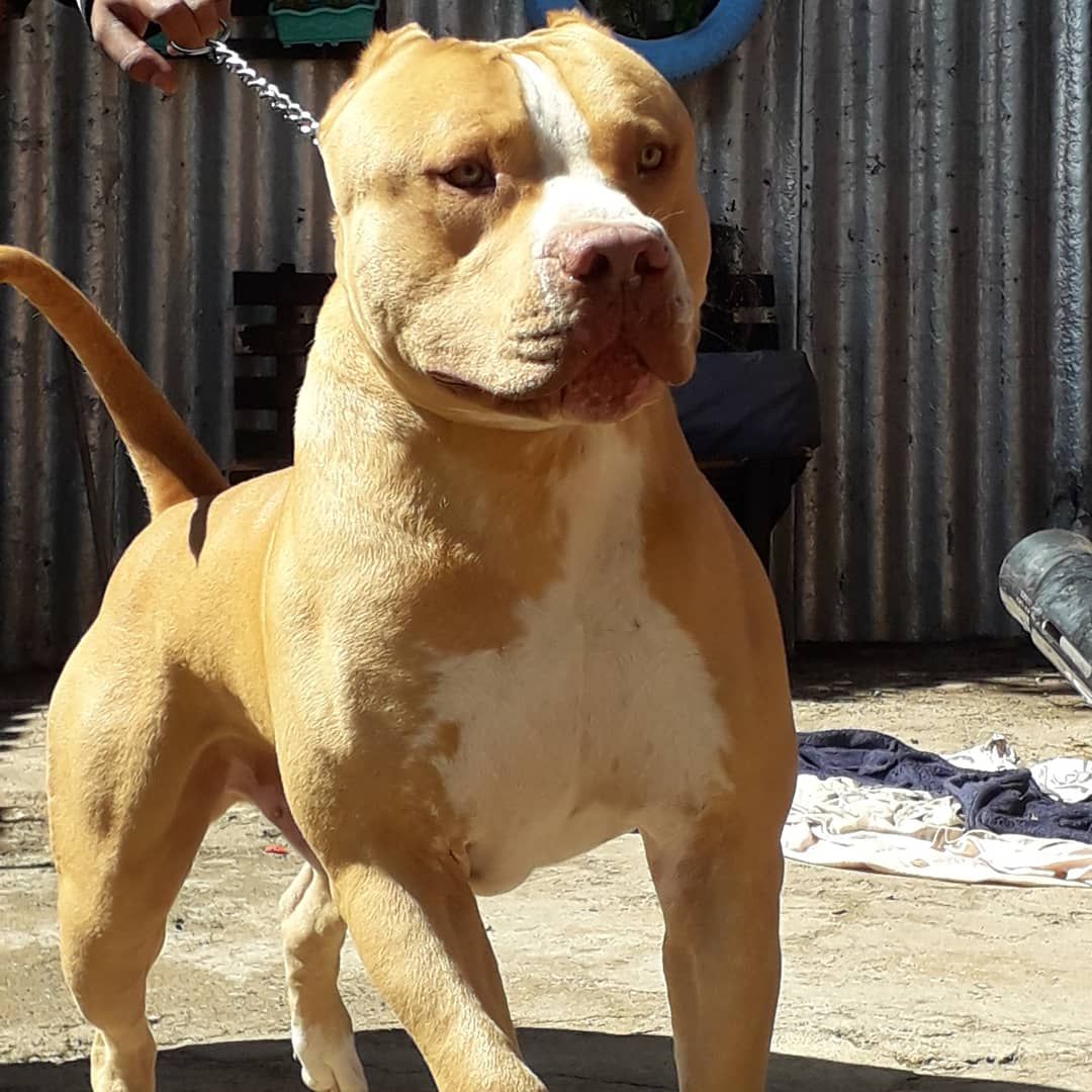 Photo of the dog