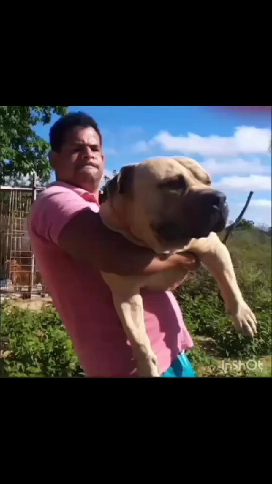 Photo of the dog