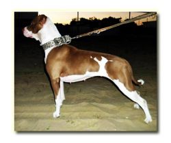 Photo of the dog